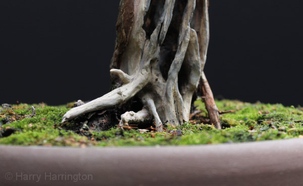 Chinese Juniper Bonsai